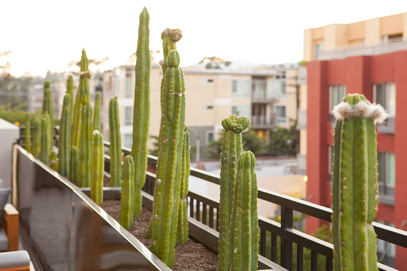 Pasadena Terrace #10